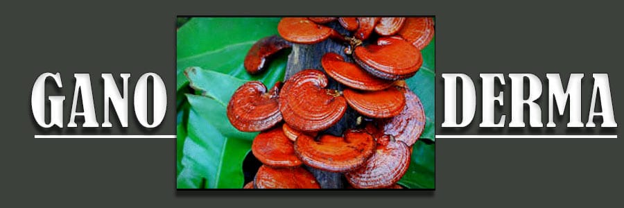Ganoderma-genius-mushroom-Supplements