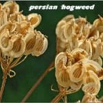 Persian hogweed and its wonderful benefits